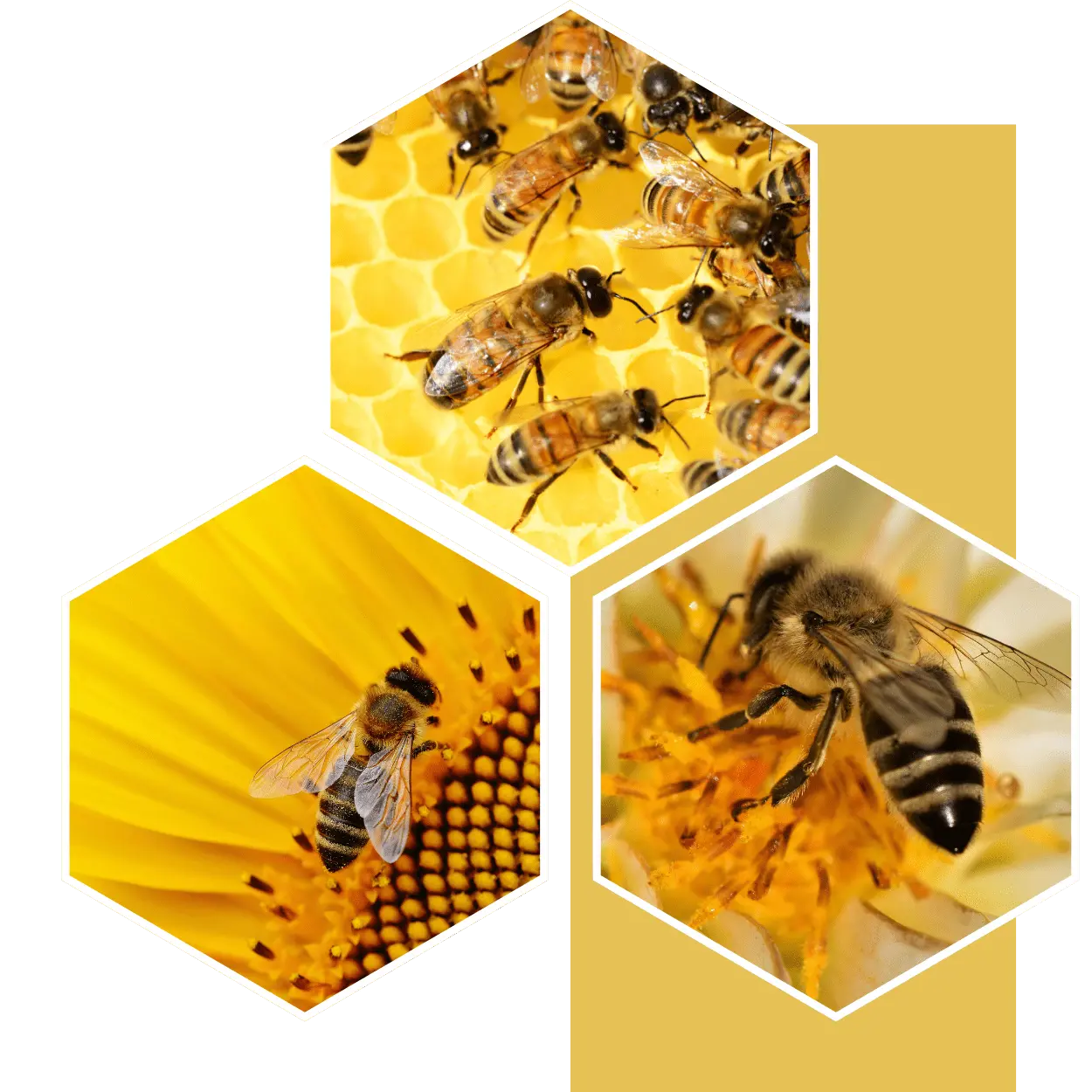 POPOLNOMA NEPOŠKODOVANE - Prijazno čebelam